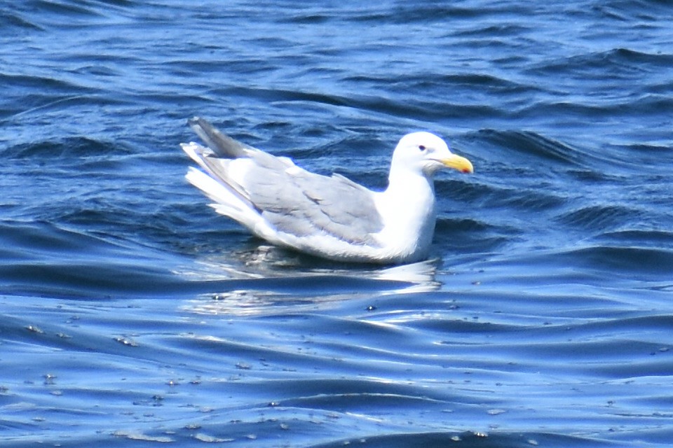 Glaucous-winged Gull - Zachary Perry