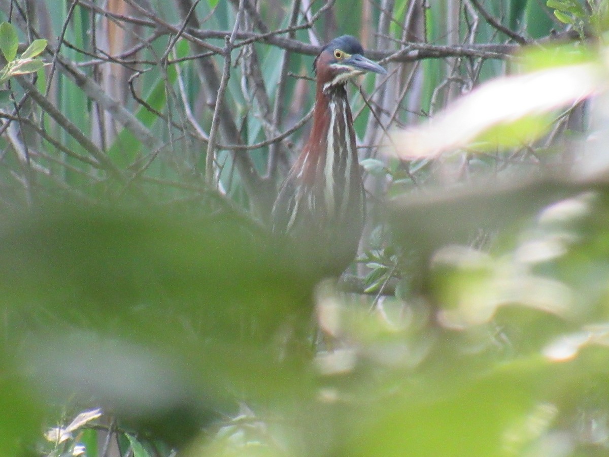 Green Heron - ML586787711