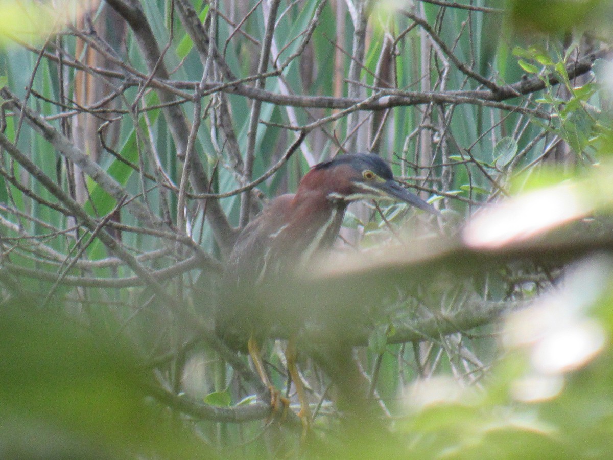 Green Heron - ML586787721