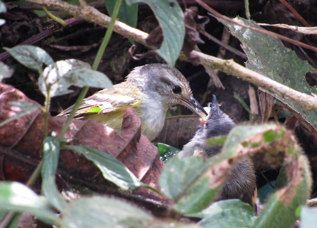 Rufous-rumped Antwren - Luisa Ramírez Viveros