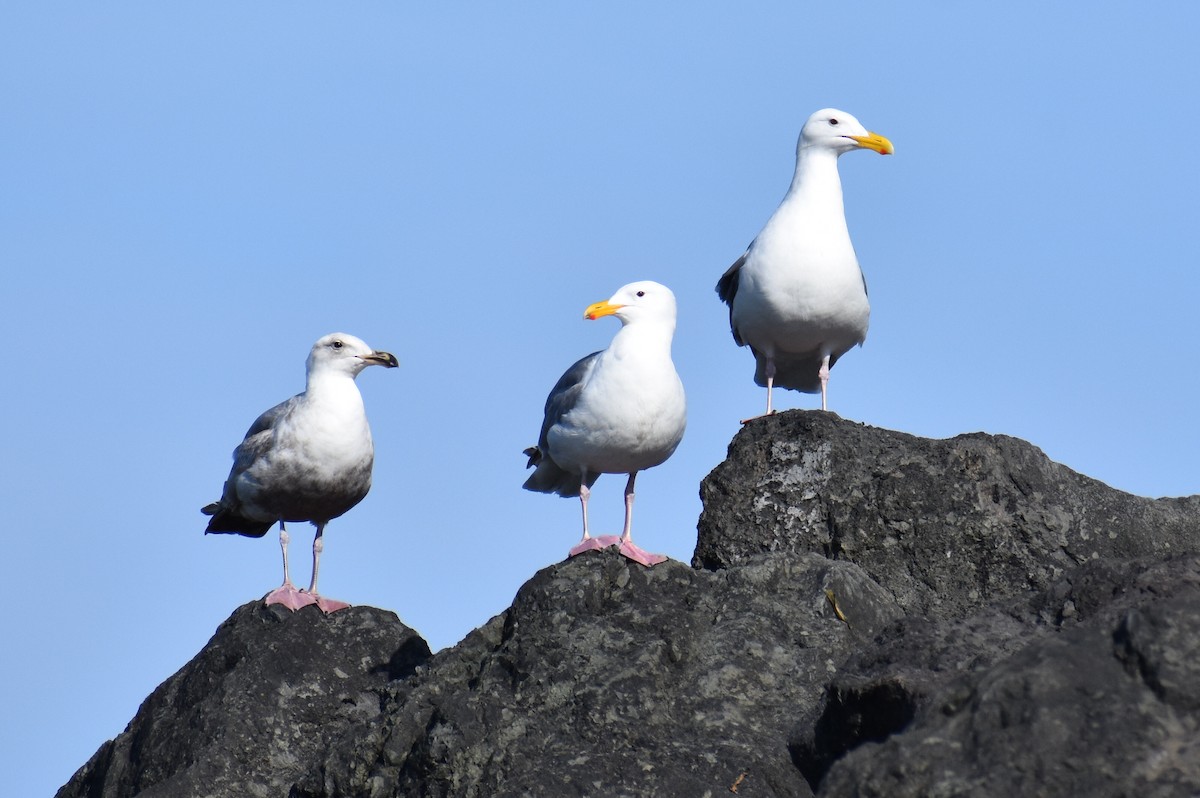 Glaucous-winged Gull - ML586787951