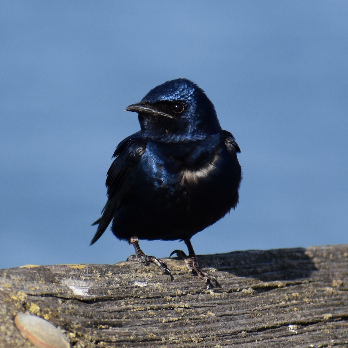 Purple Martin - ML586788041