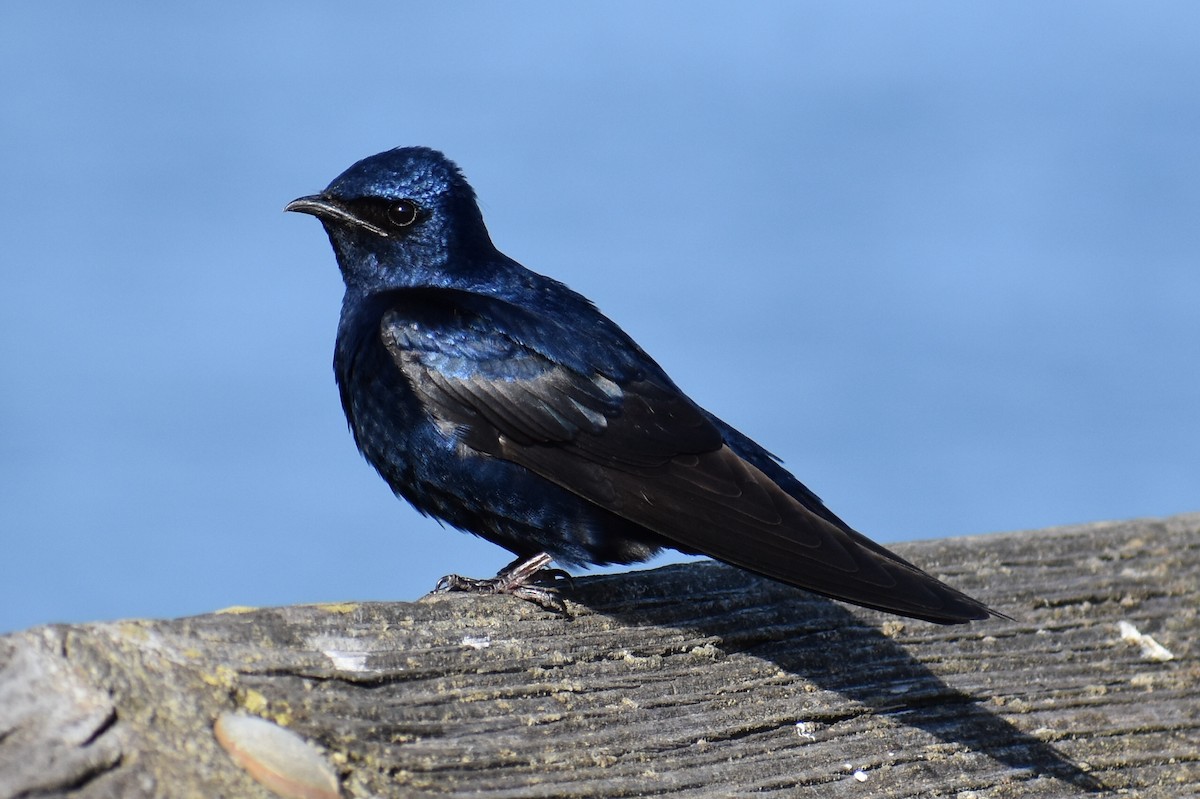 Purple Martin - Zachary Perry