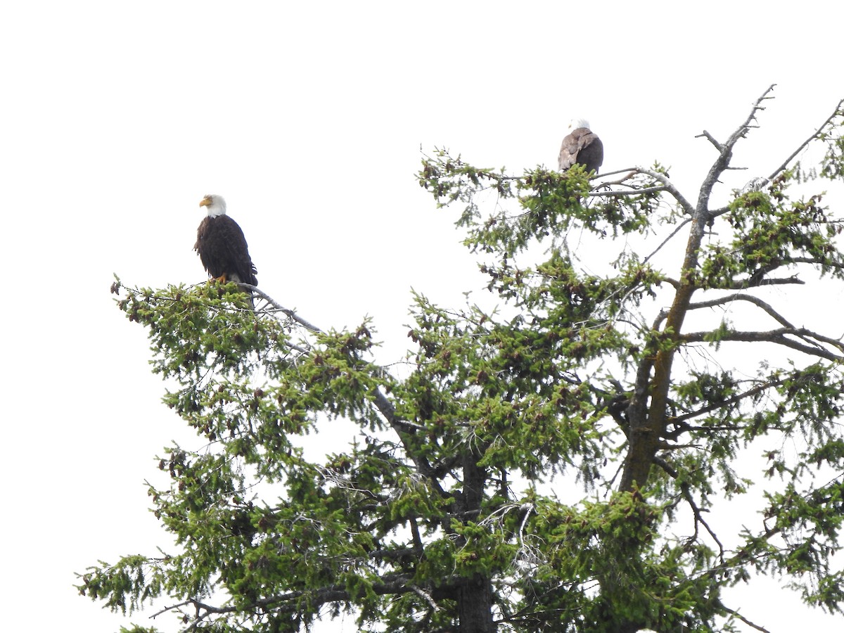 Bald Eagle - ML586788181