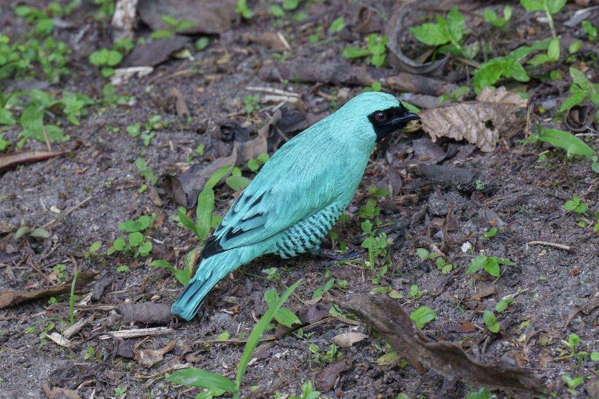 Swallow Tanager - Jeff Hapeman