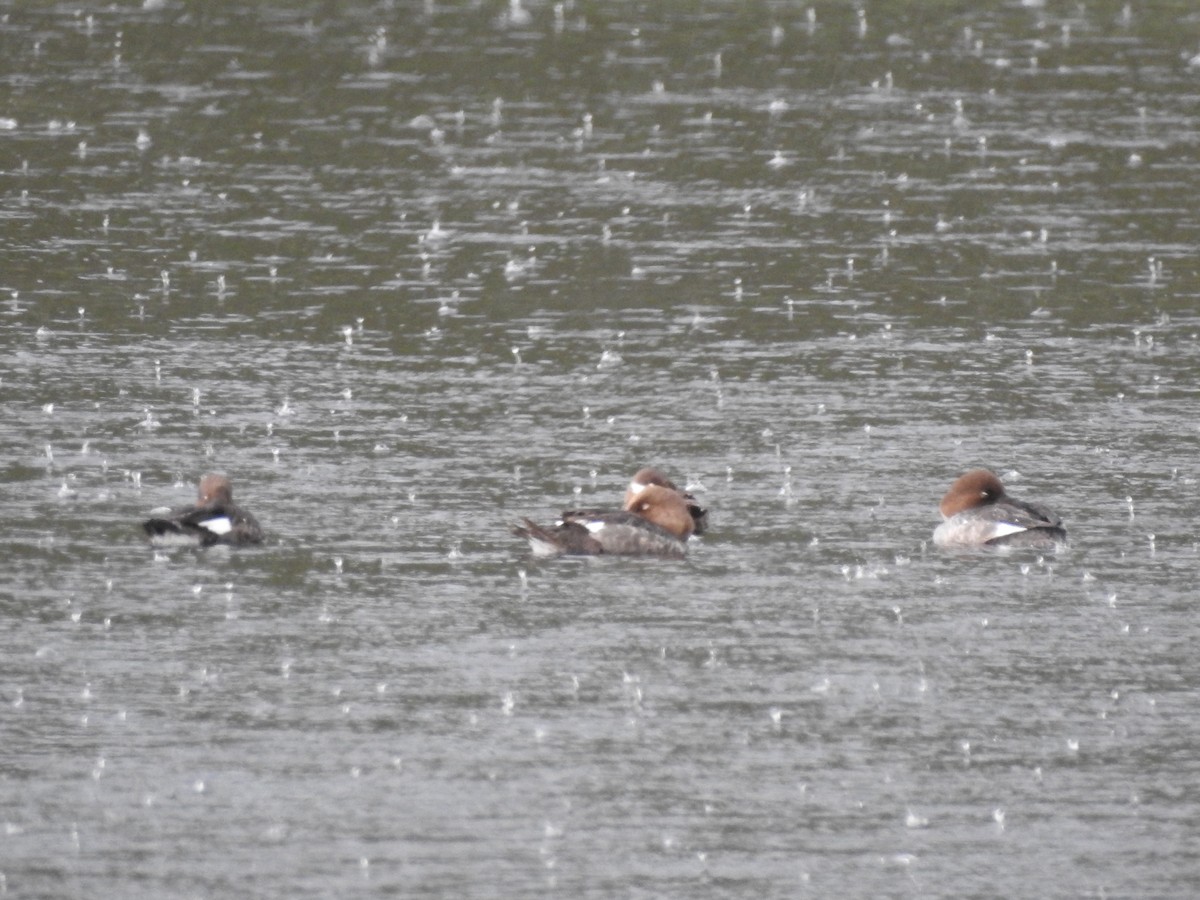 Common Goldeneye - ML586788781