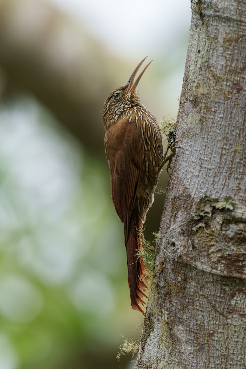 Montane Woodcreeper - ML586789281