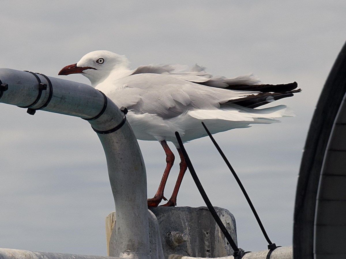 Silver Gull (Silver) - ML586789861