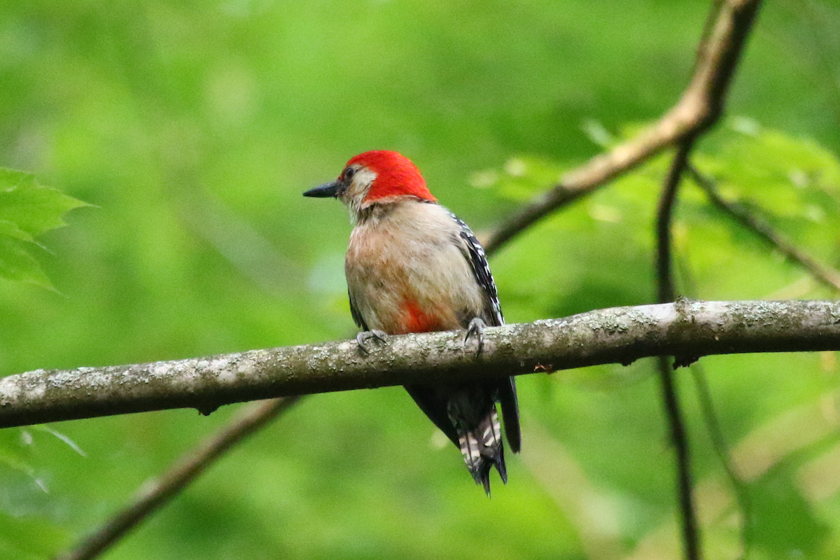 Red-bellied Woodpecker - ML586790051