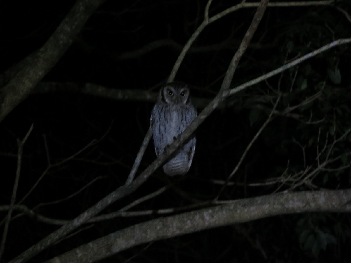 Tropical Screech-Owl - ML586790351