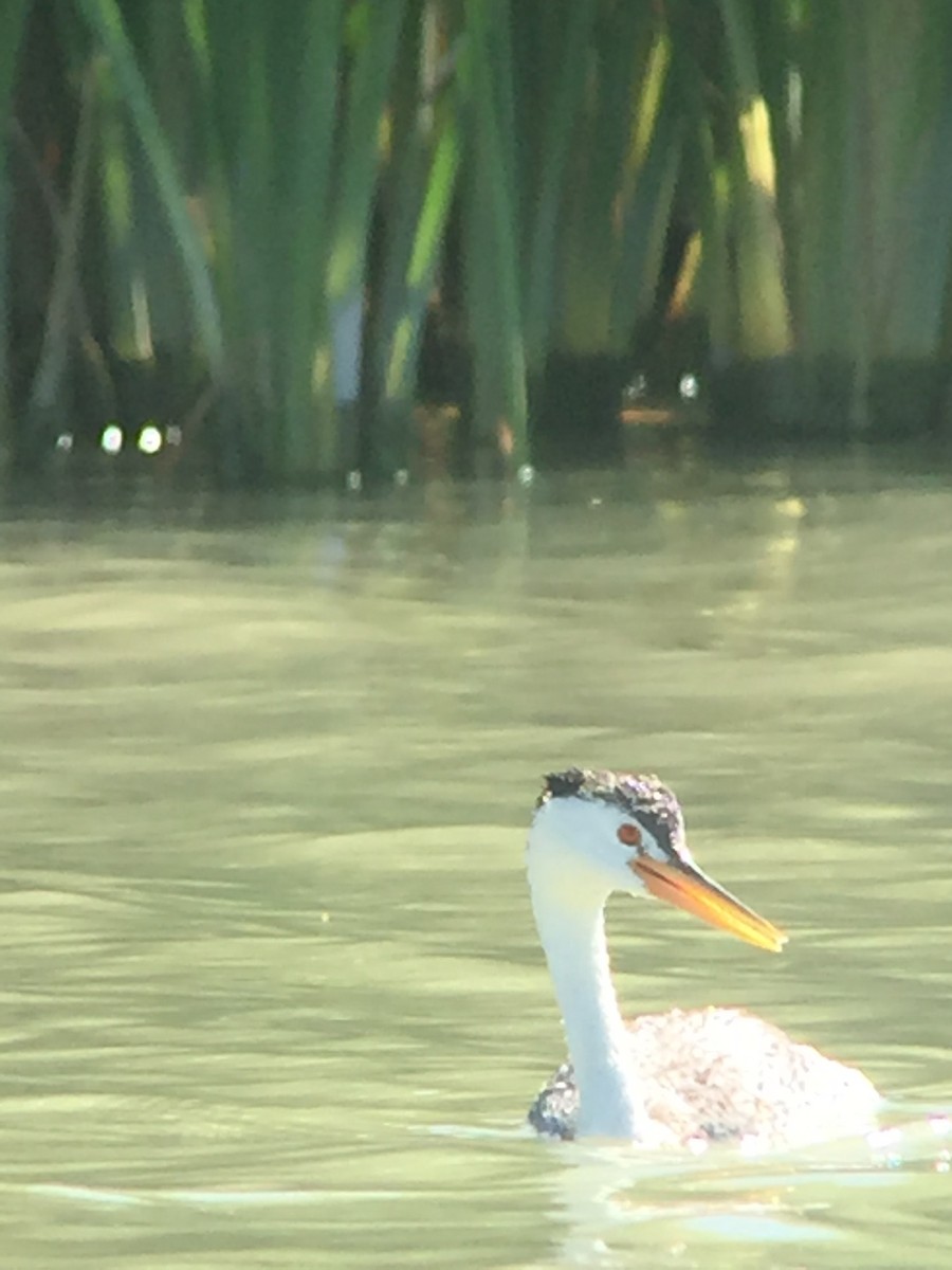 Clark's Grebe - Scott Lewis