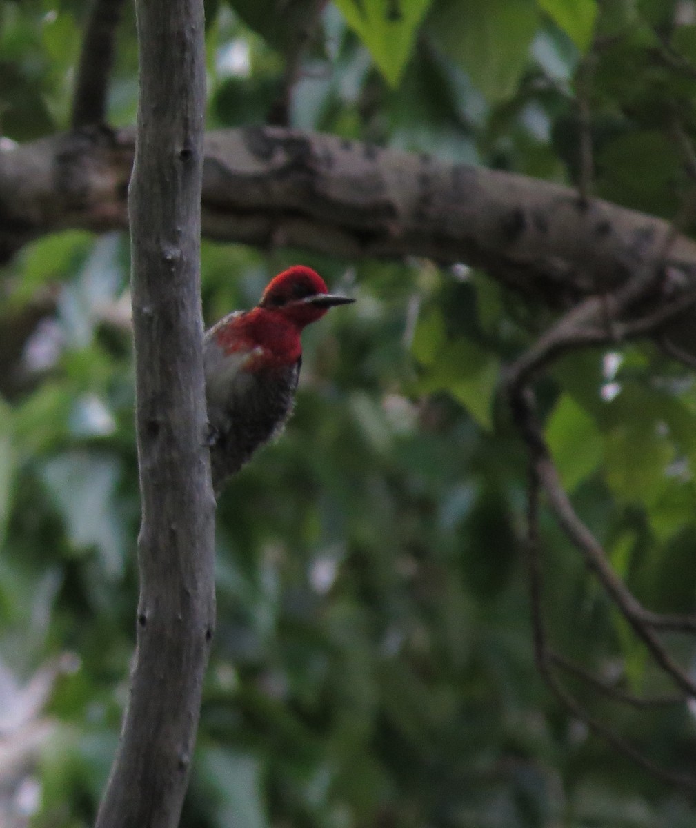 Red-breasted Sapsucker - ML586792841