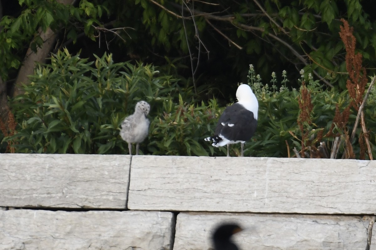 Great Black-backed Gull - Tim Healy