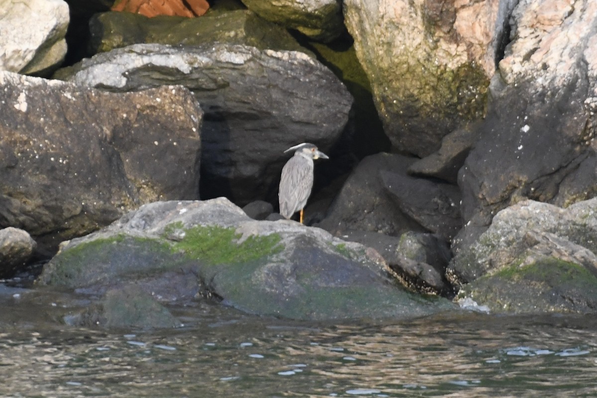 Yellow-crowned Night Heron - ML586794841