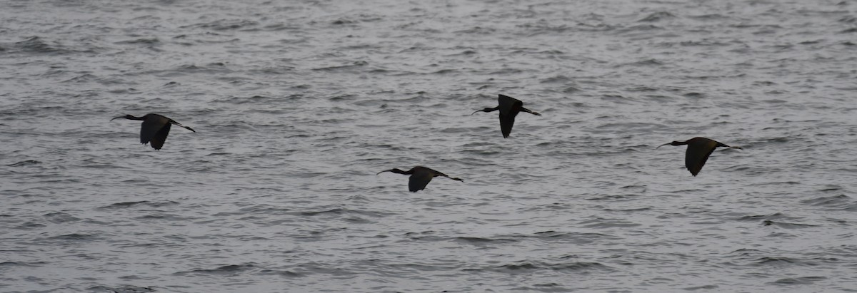 Glossy Ibis - ML586794871