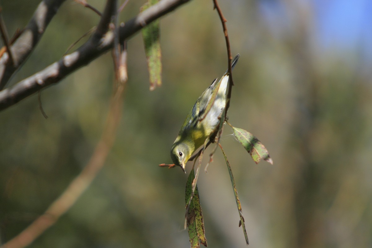 Northern Parula - ML586794891