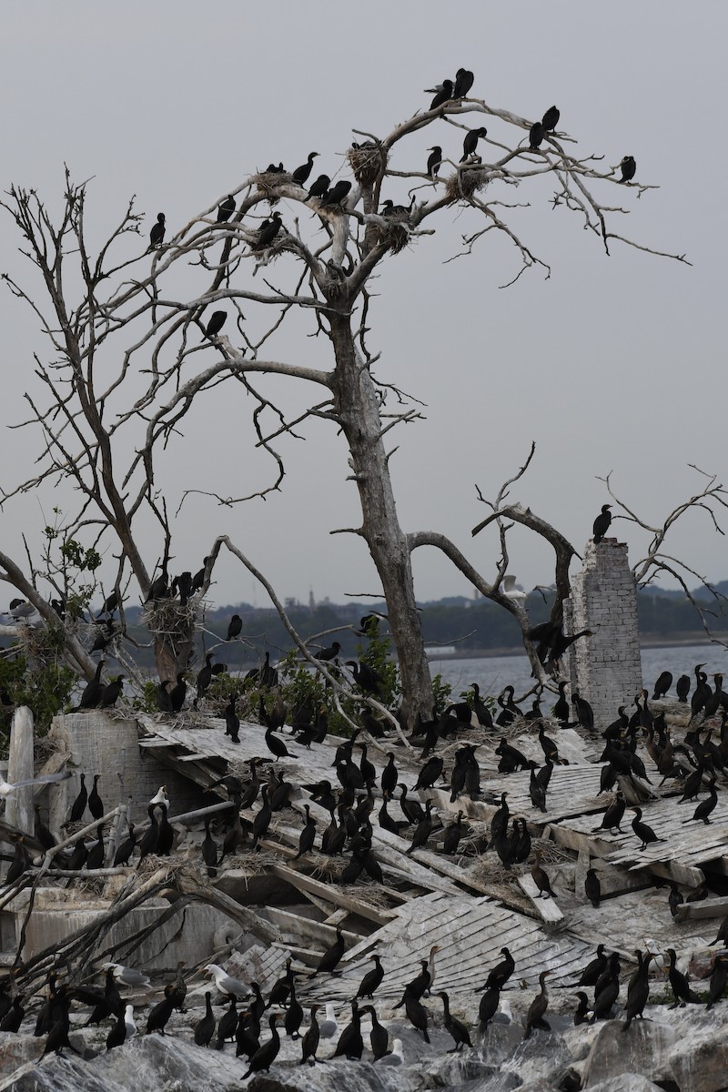 Double-crested Cormorant - ML586794961