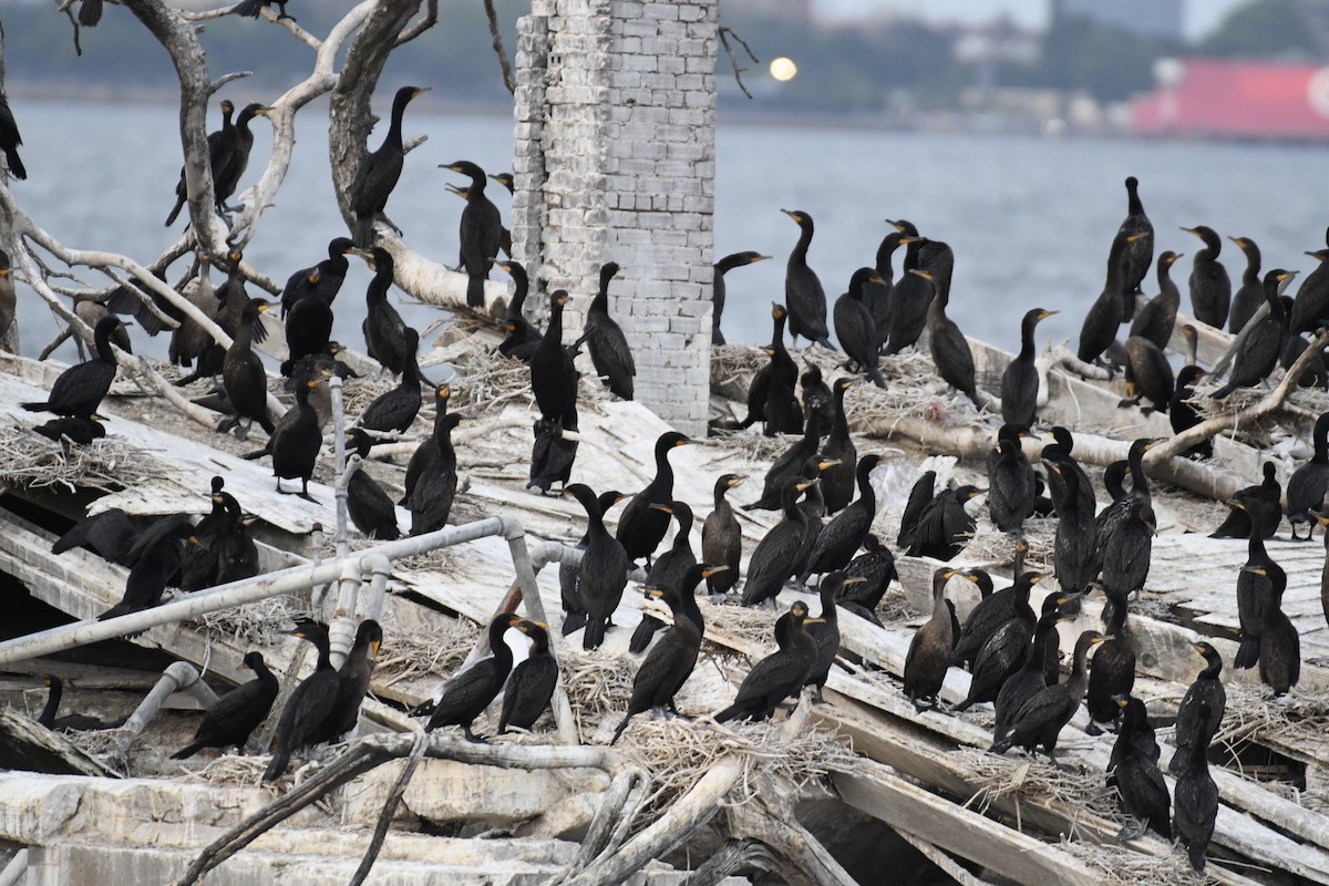 Double-crested Cormorant - ML586795011