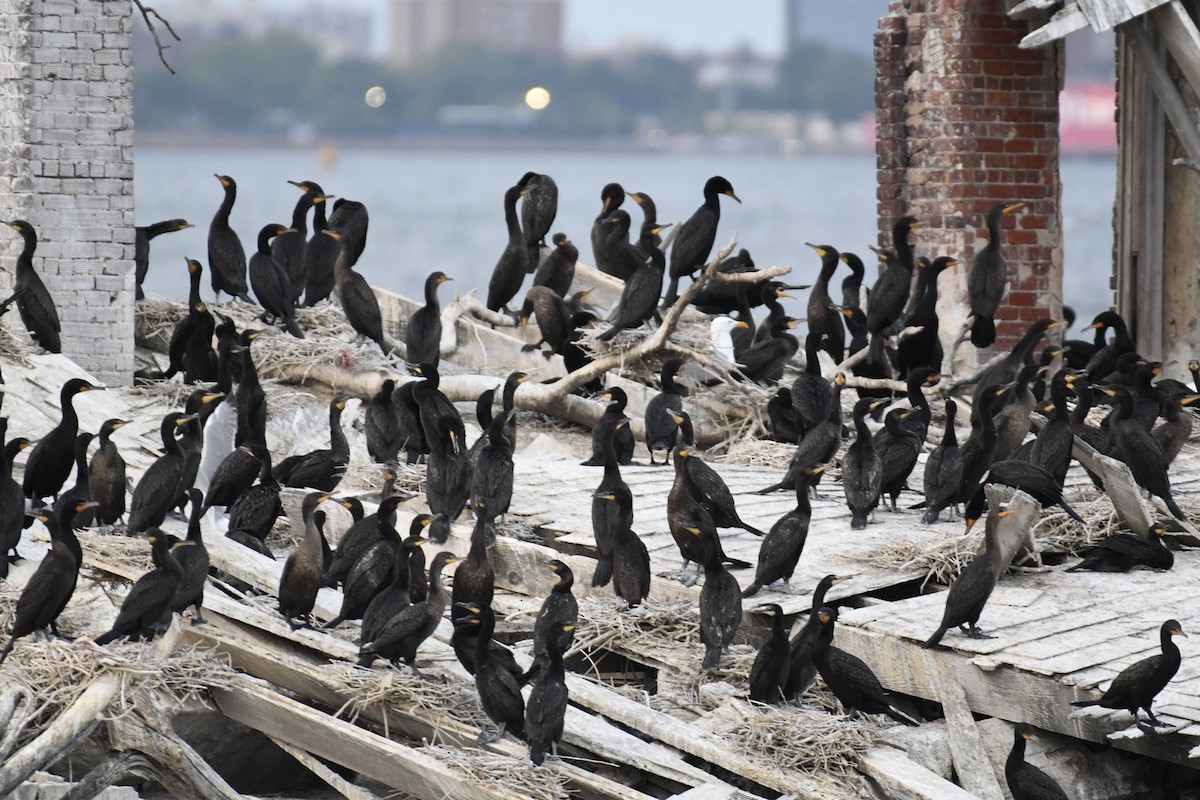 Double-crested Cormorant - ML586795021