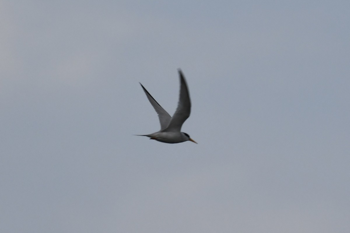 Least Tern - Tim Healy