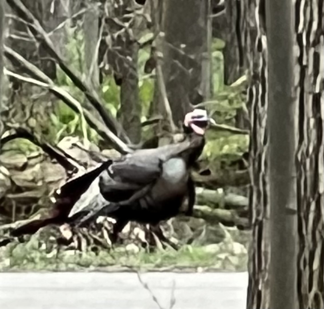 Wild Turkey - ML586796031