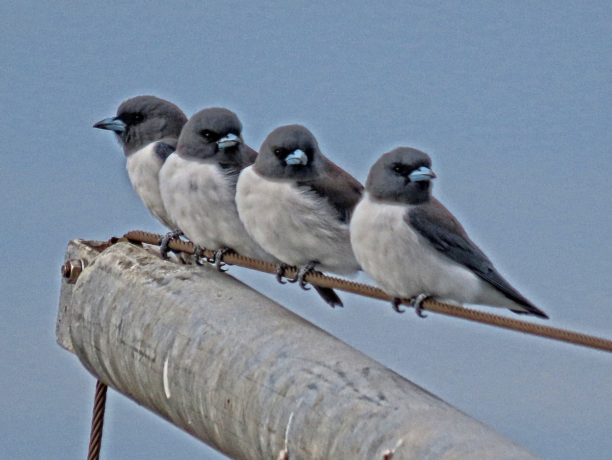 White-breasted Woodswallow - ML586796341