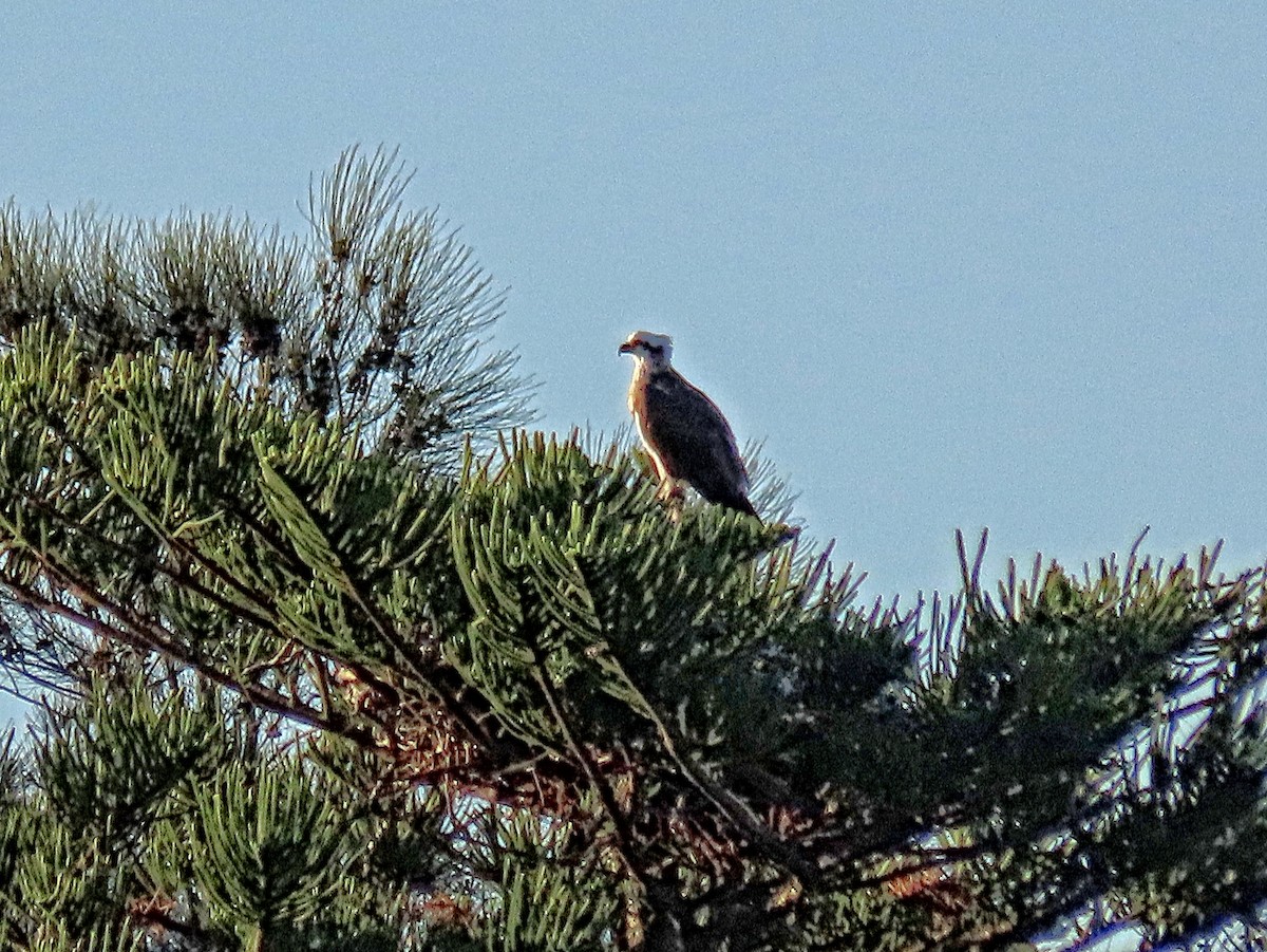 Osprey - ML586796401