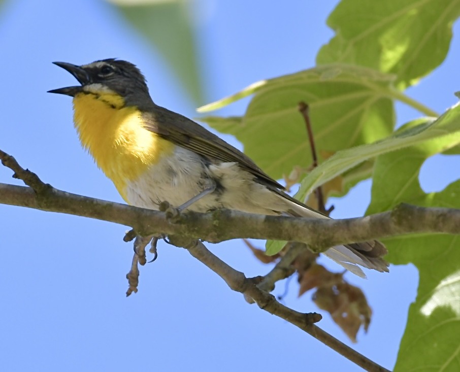 Yellow-breasted Chat - ML586796661