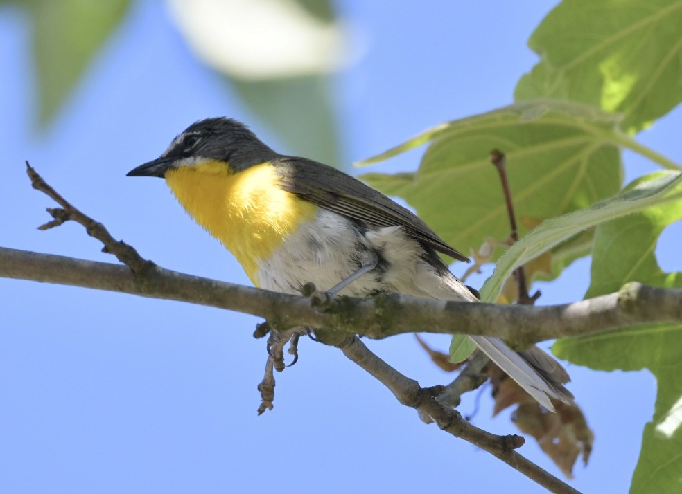 Yellow-breasted Chat - ML586796671