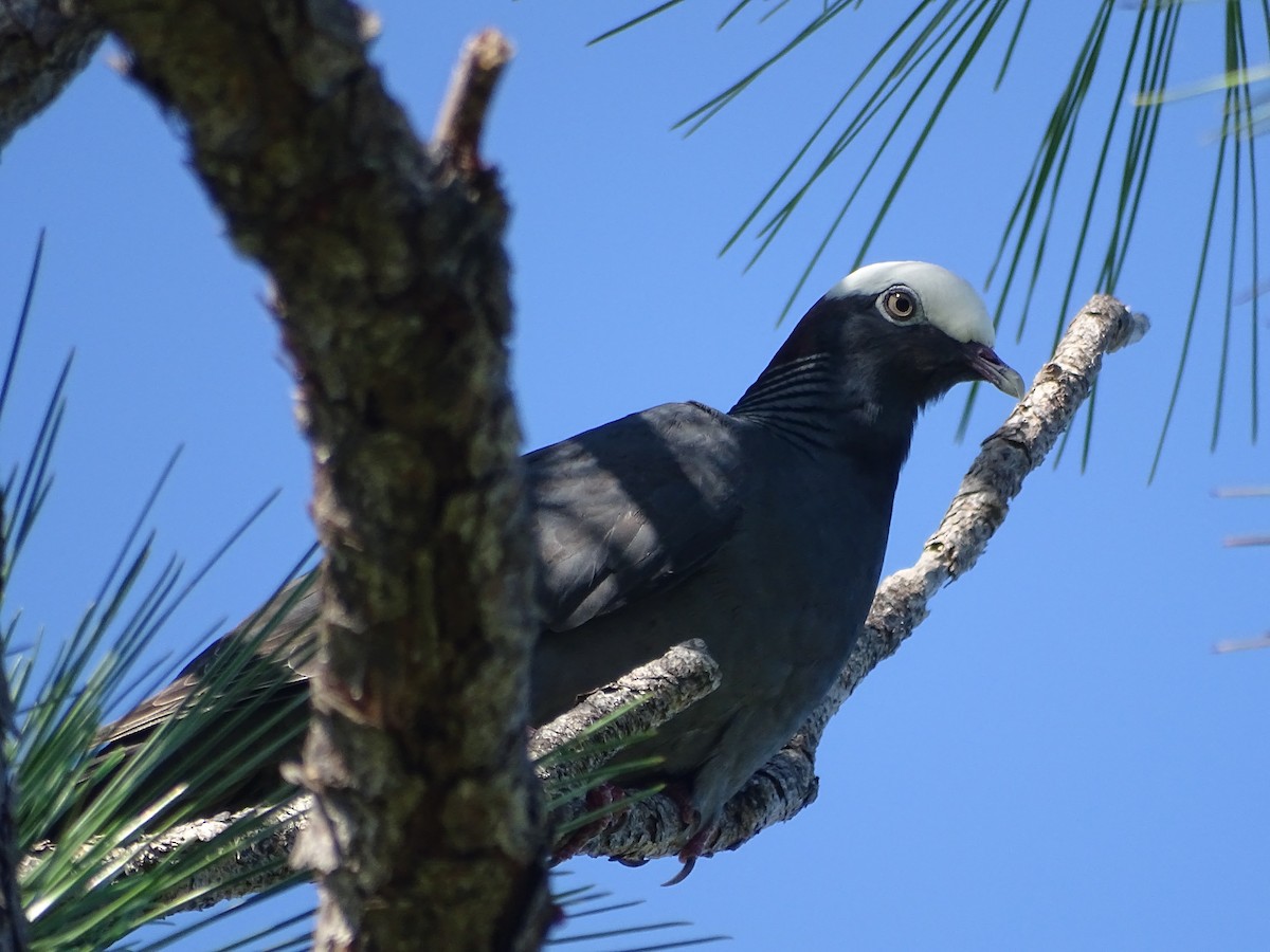White-crowned Pigeon - ML586796711