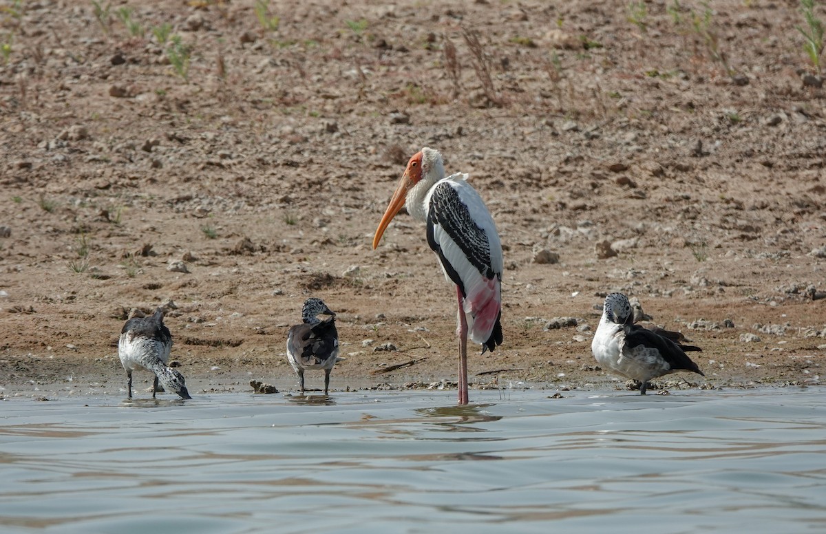 Painted Stork - ML586797041