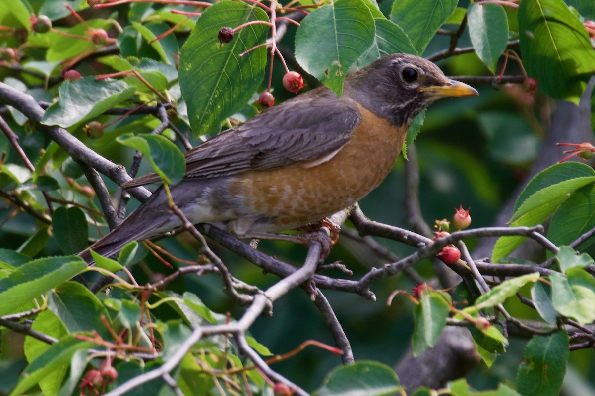 American Robin - ML586797221