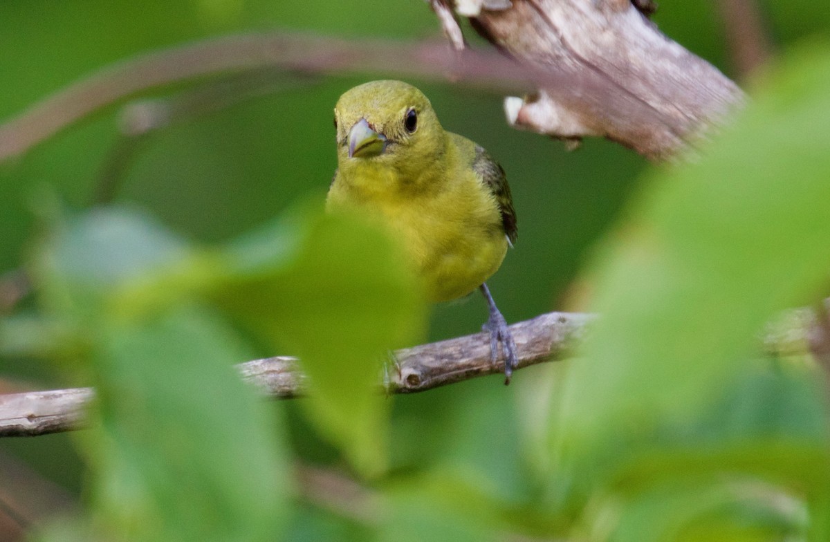 Scarlet Tanager - ML586797271