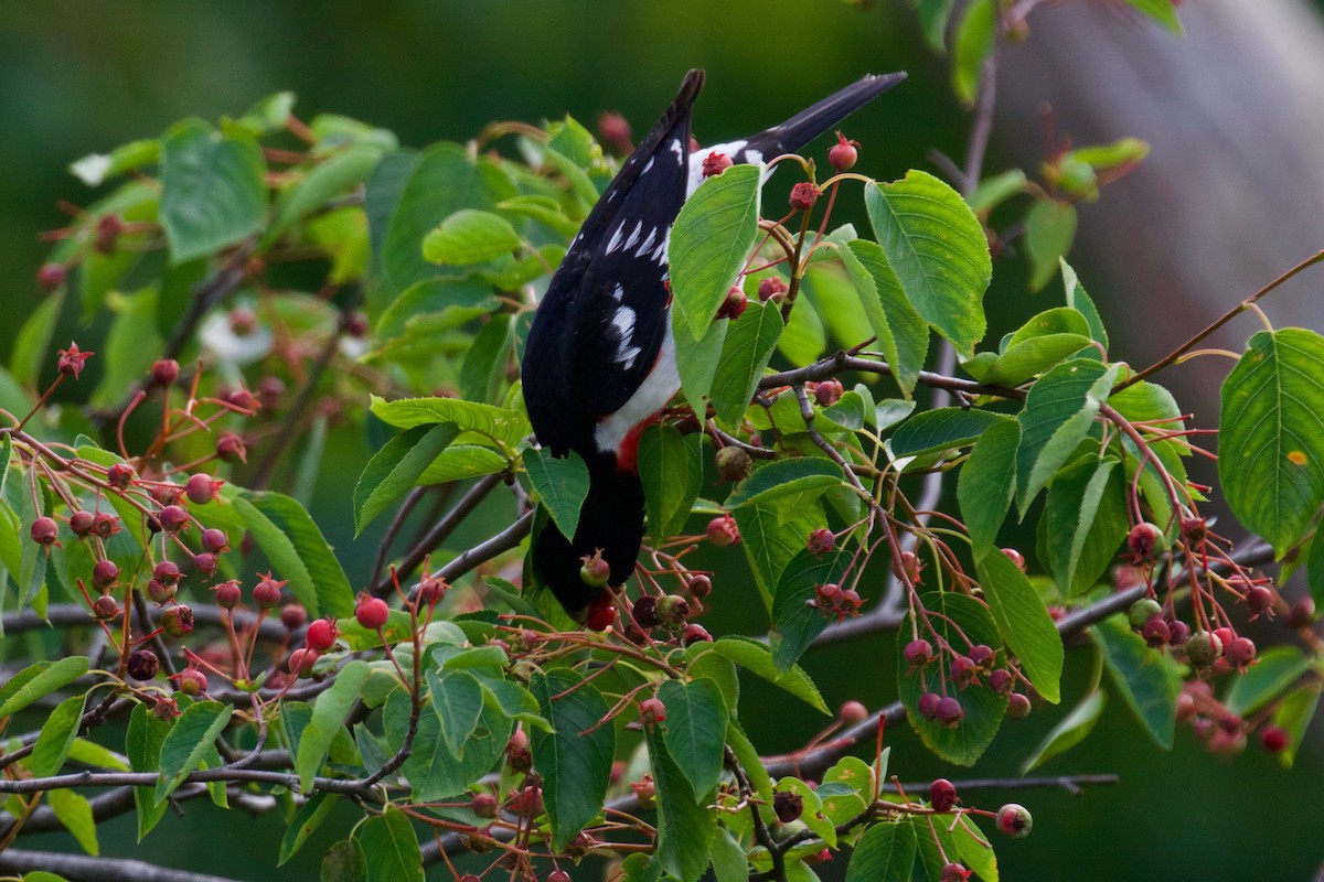 Rose-breasted Grosbeak - ML586797421