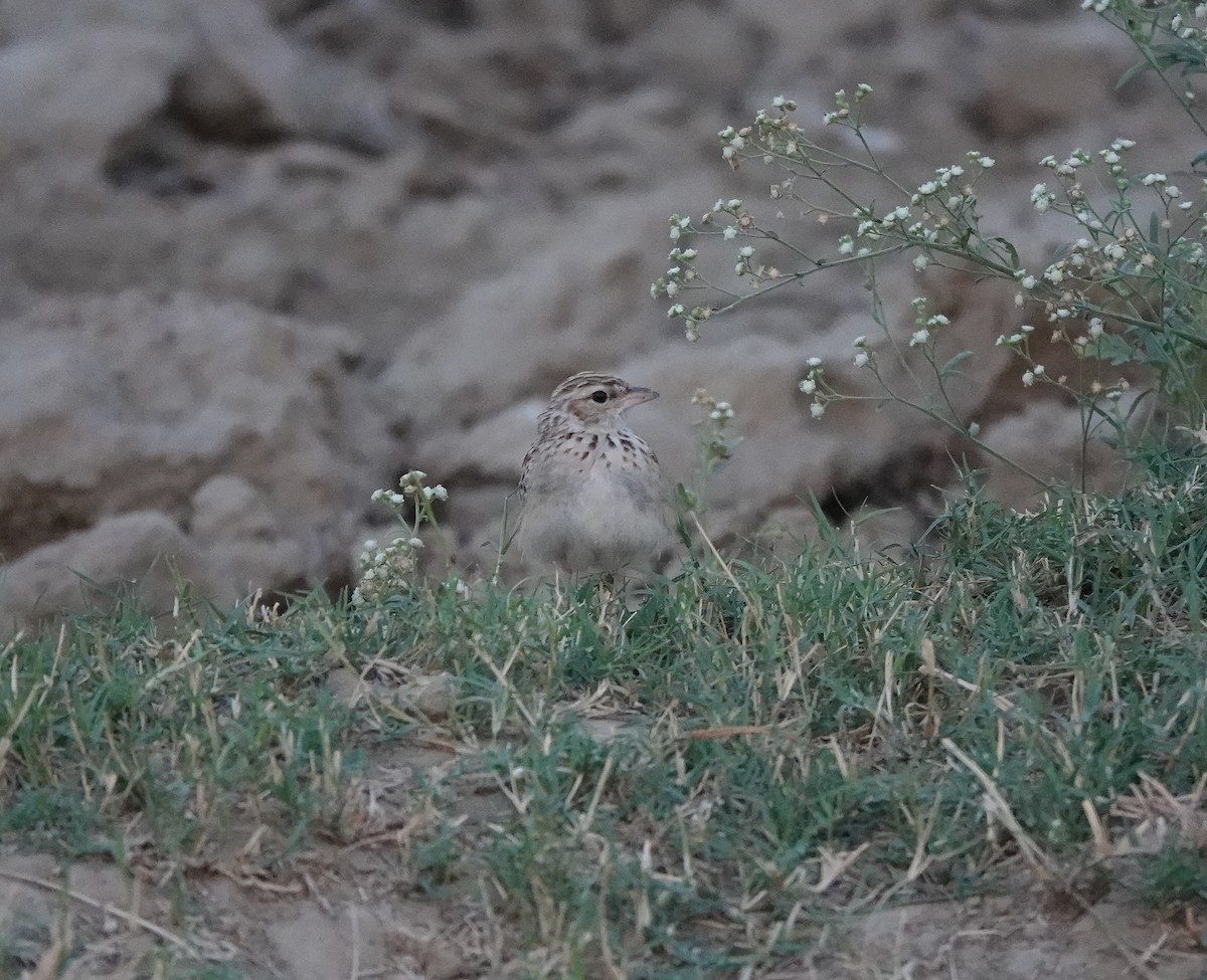 Indian Bushlark - ML586797771