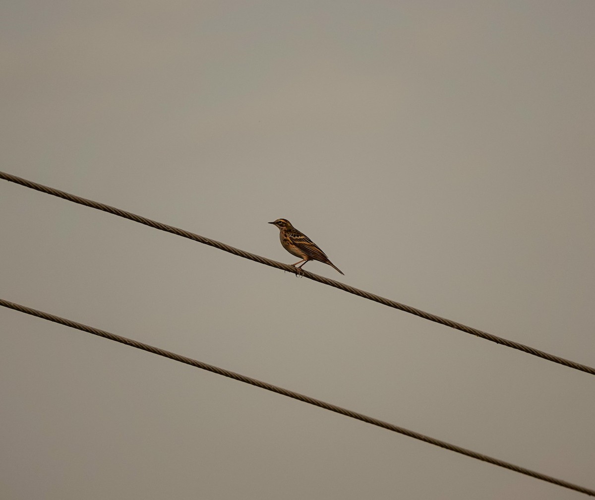 Rosy Pipit - chris milensky