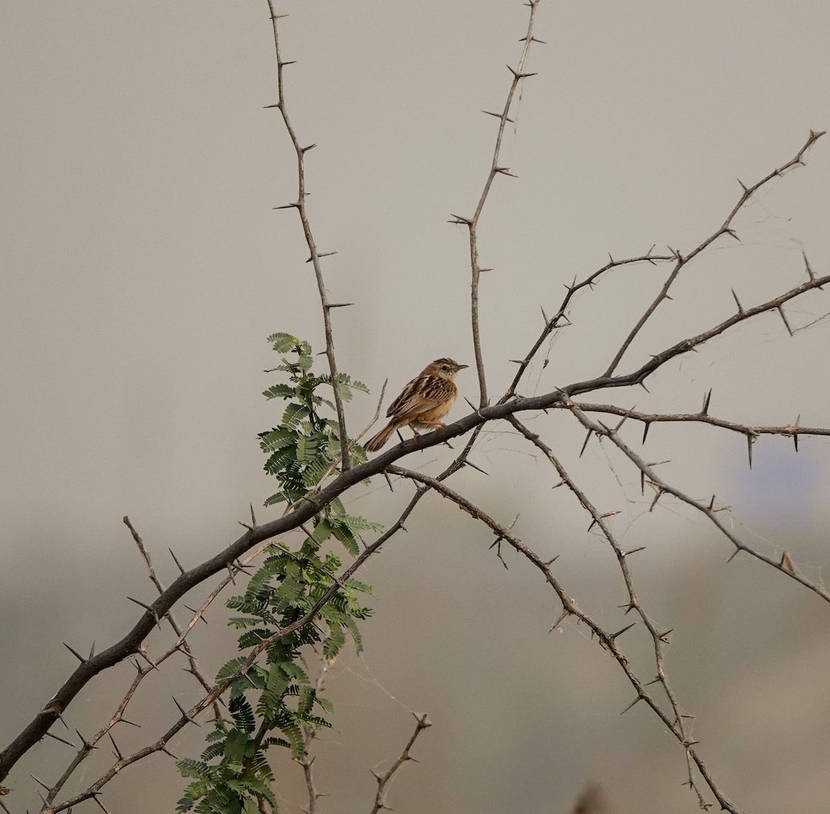 Zitting Cisticola - ML586798251