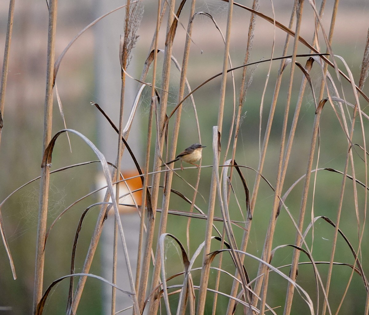 Ashy Prinia - chris milensky