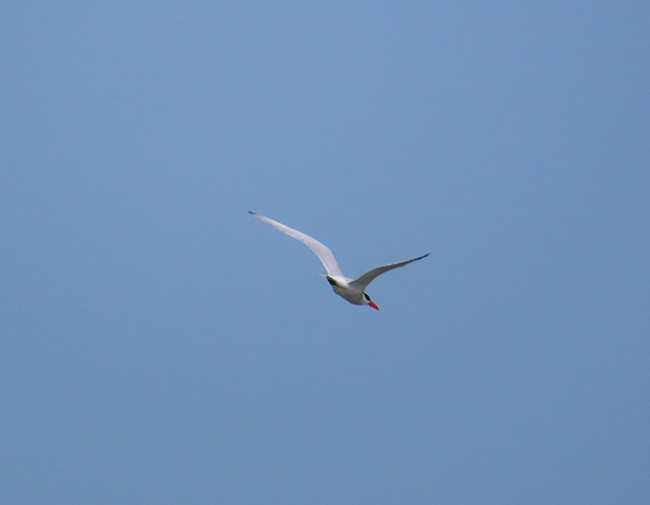 Caspian Tern - ML586798471