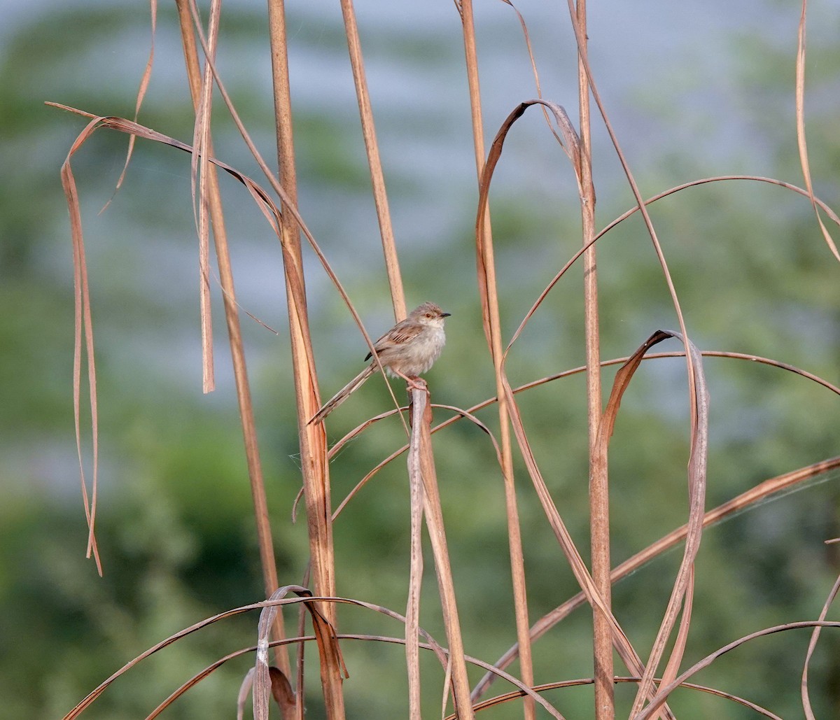 Delicate Prinia - ML586798601