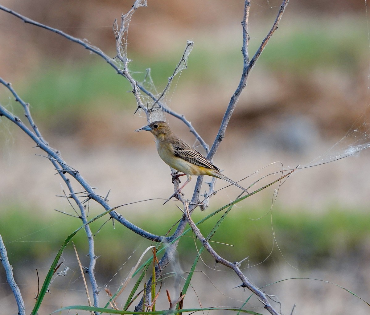 Red-headed Bunting - ML586798651