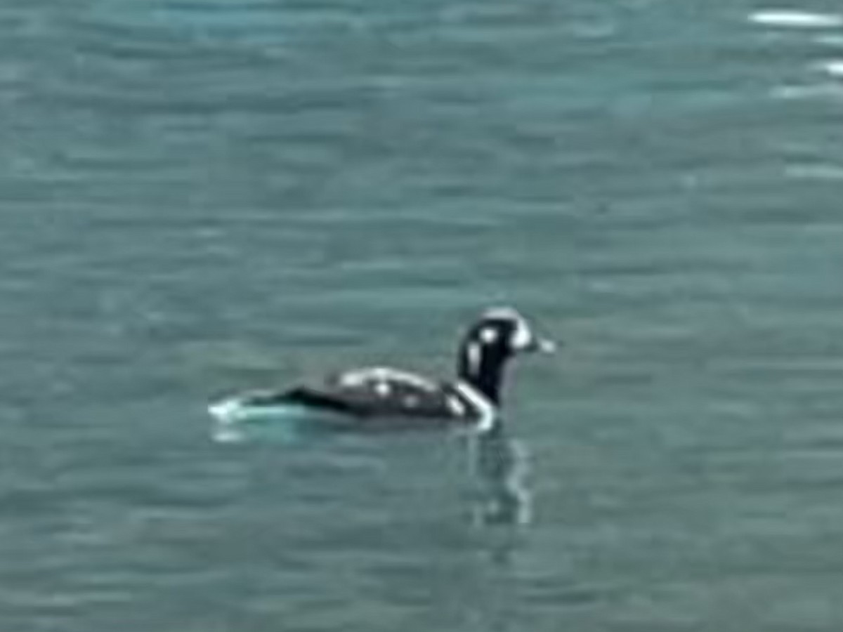 Harlequin Duck - ML586799701