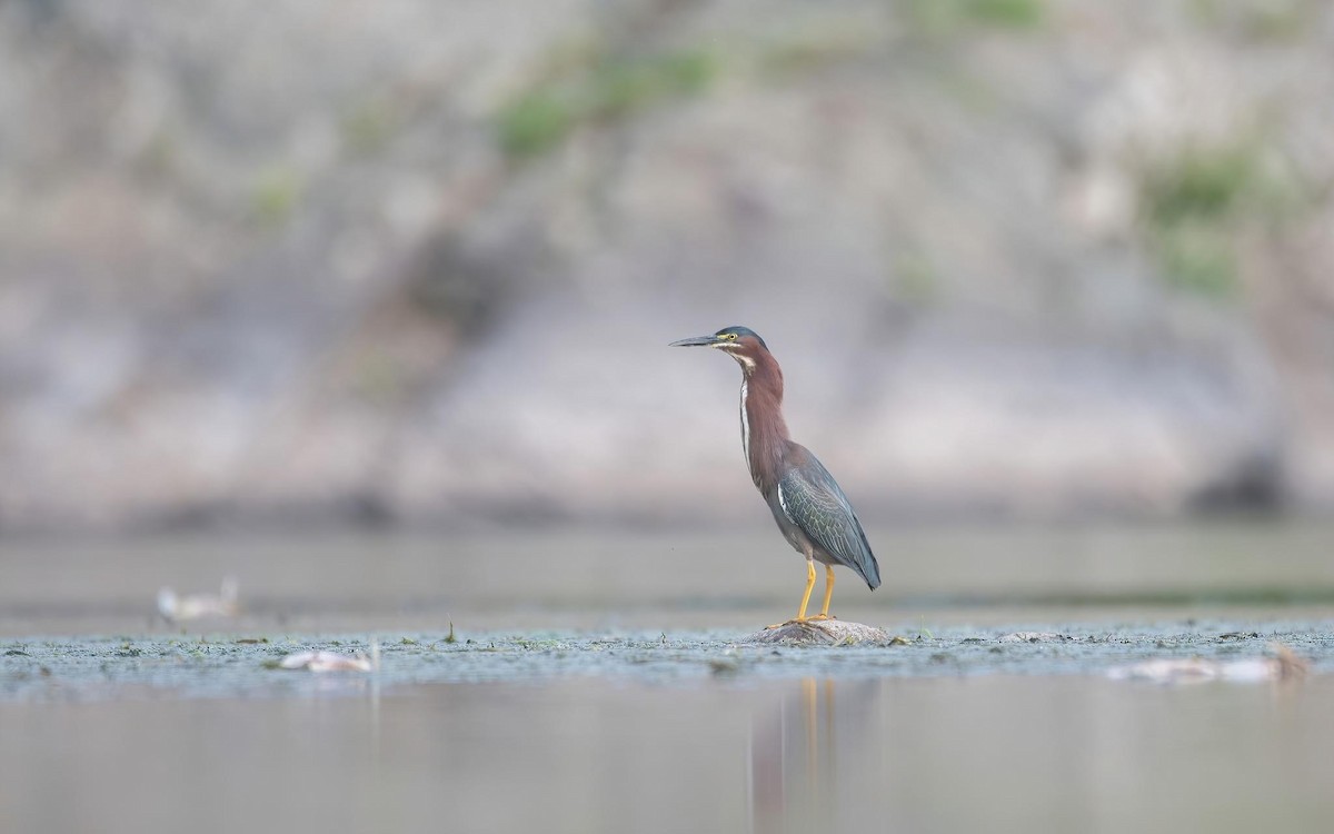 Green Heron - ML586799821