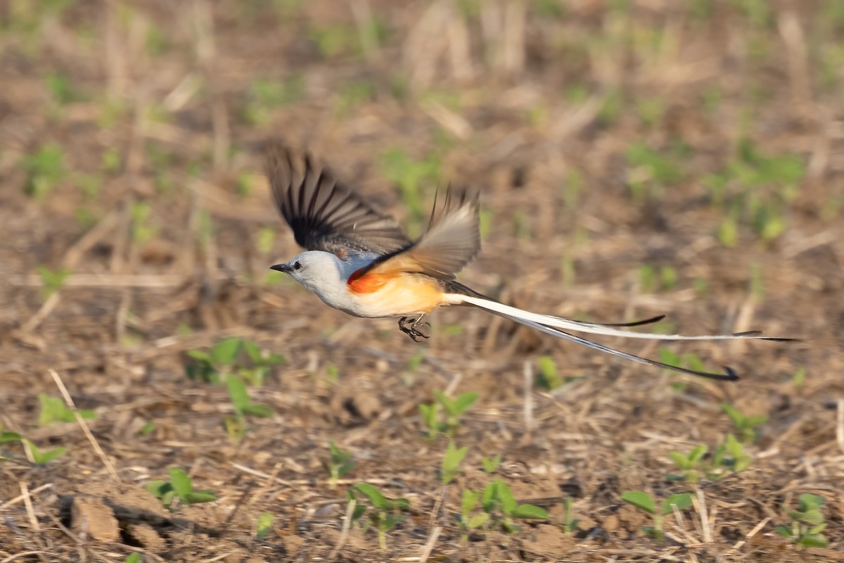 Scissor-tailed Flycatcher - ML586801331