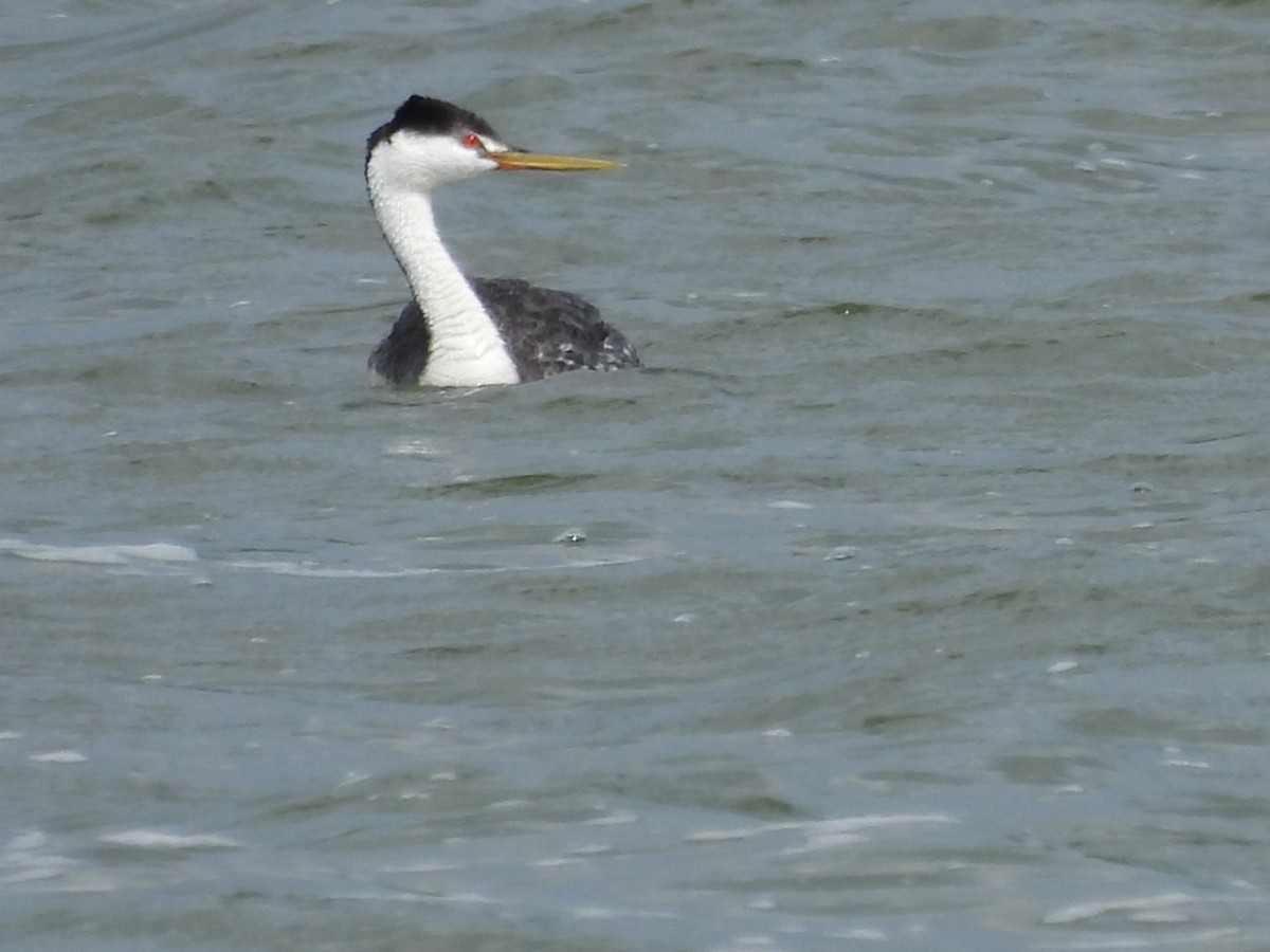 Clark's Grebe - Sherry Kelter