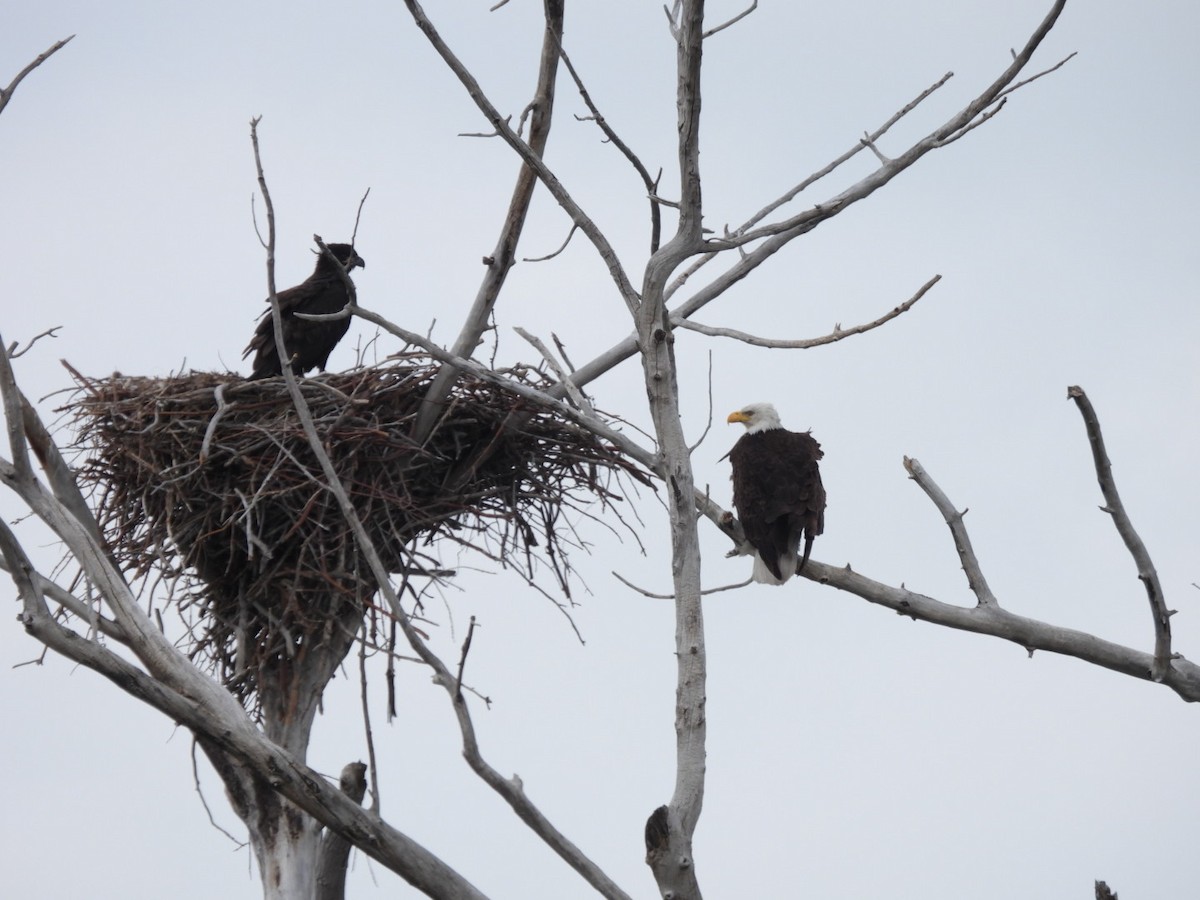 Bald Eagle - ML586802811