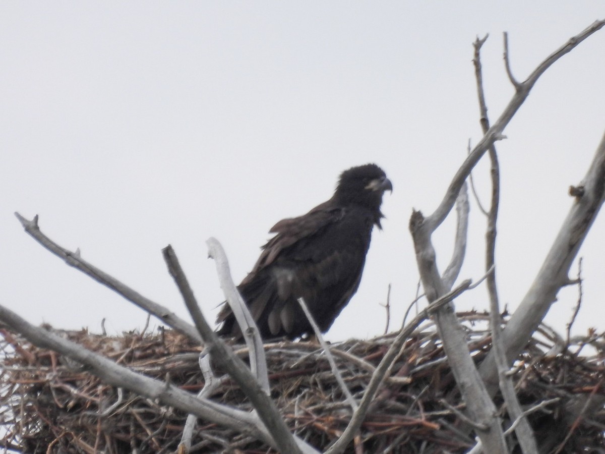 Bald Eagle - ML586802821