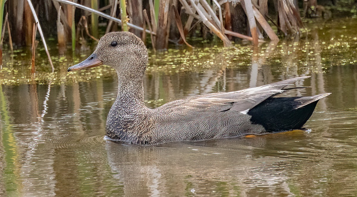 Canard chipeau - ML586803271