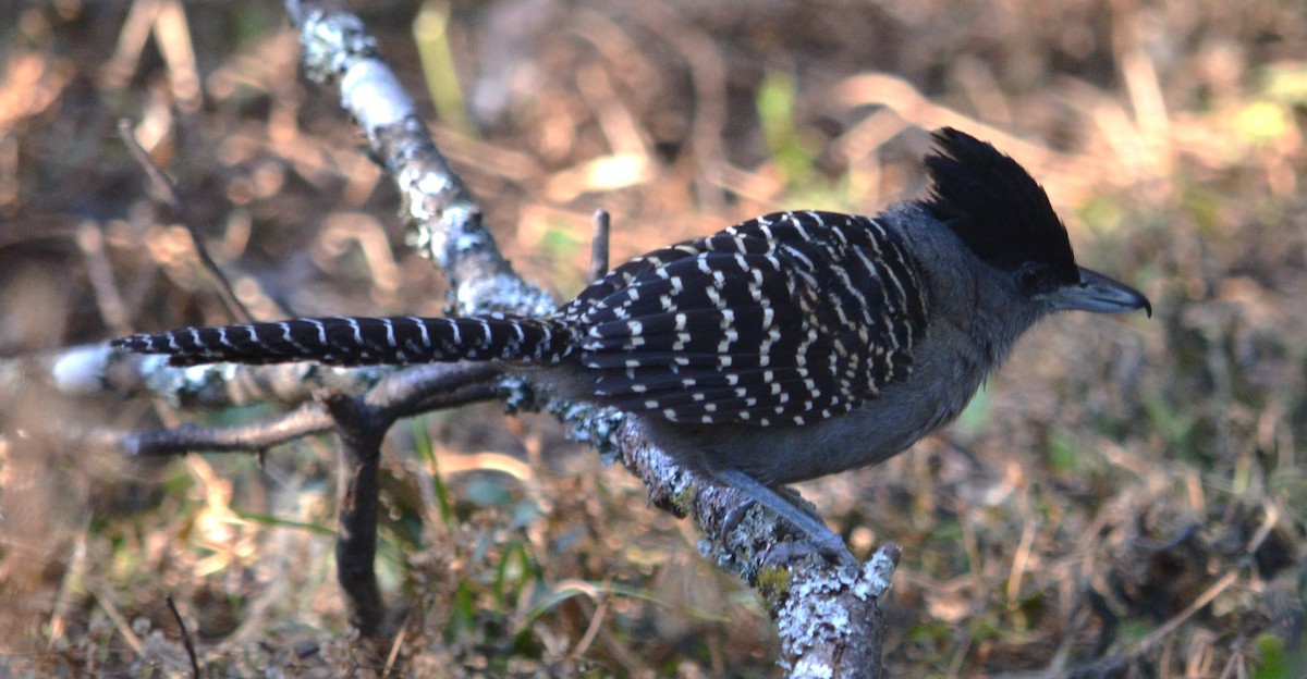 Giant Antshrike - ML586803821