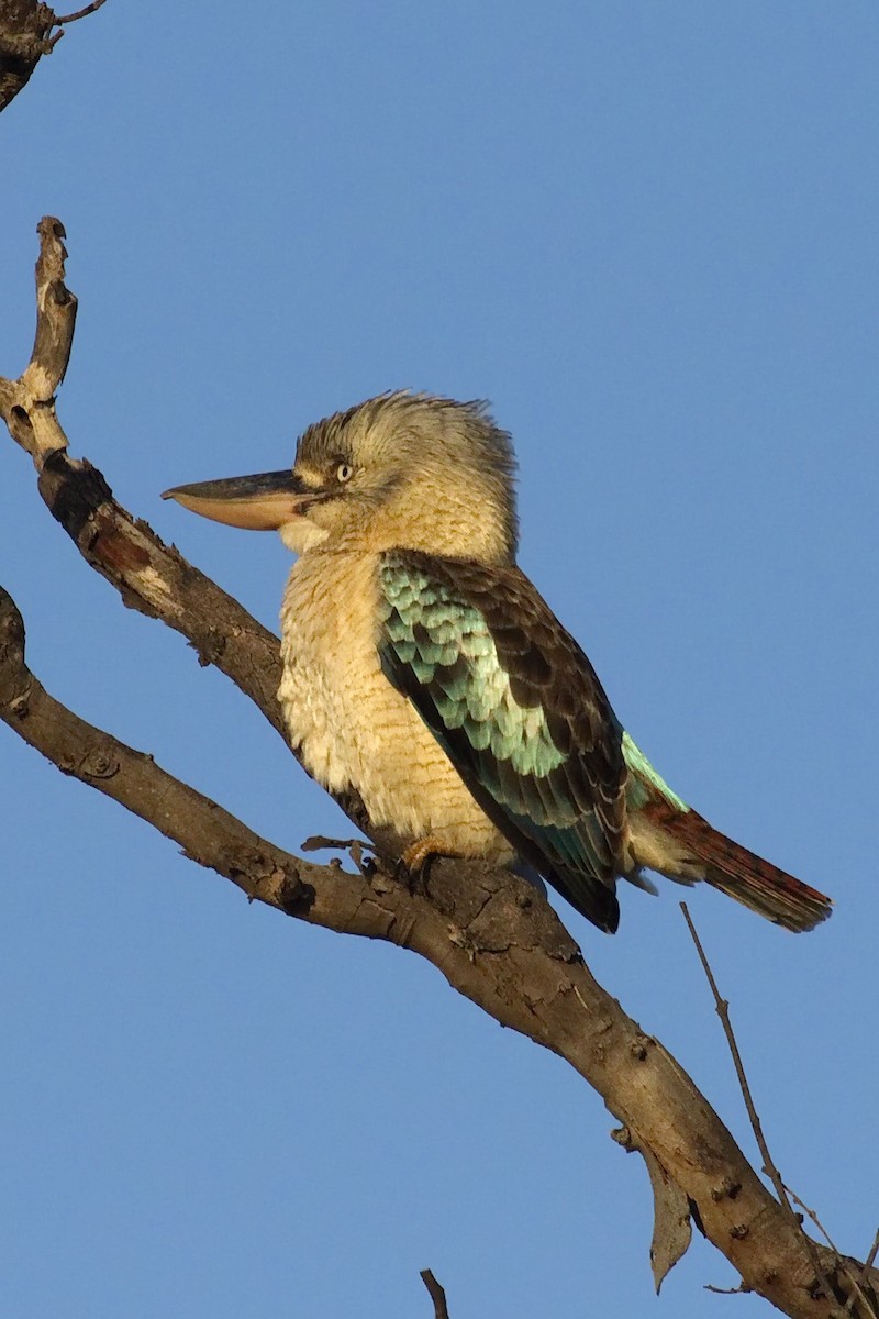 Blue-winged Kookaburra - Ed Pierce